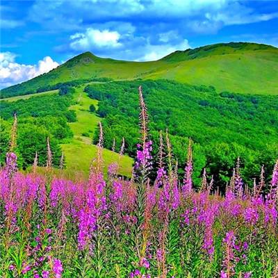 山海经大荒传官方下载